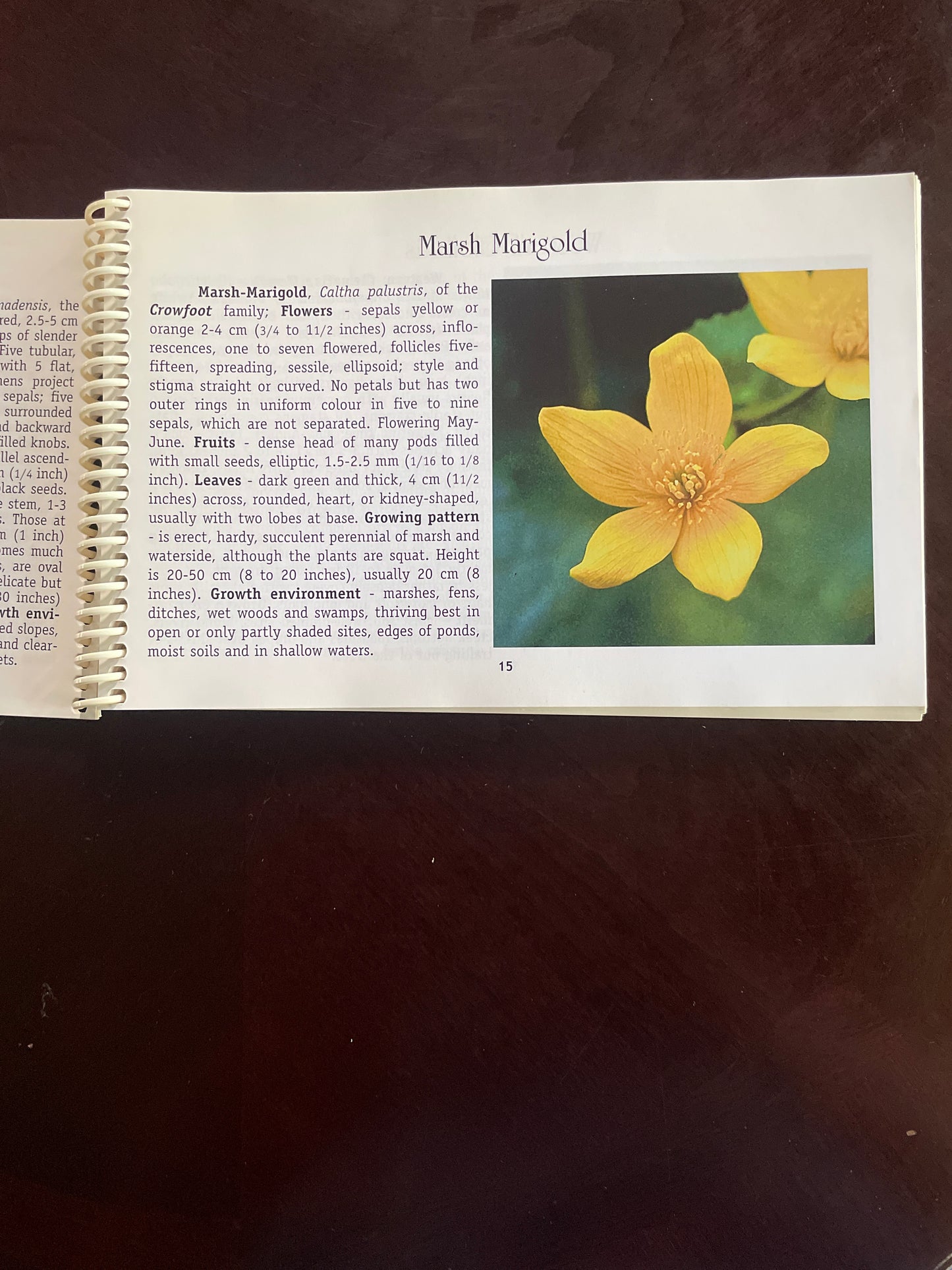 Wild Flowers of Manitoba - Ben W. Holyk