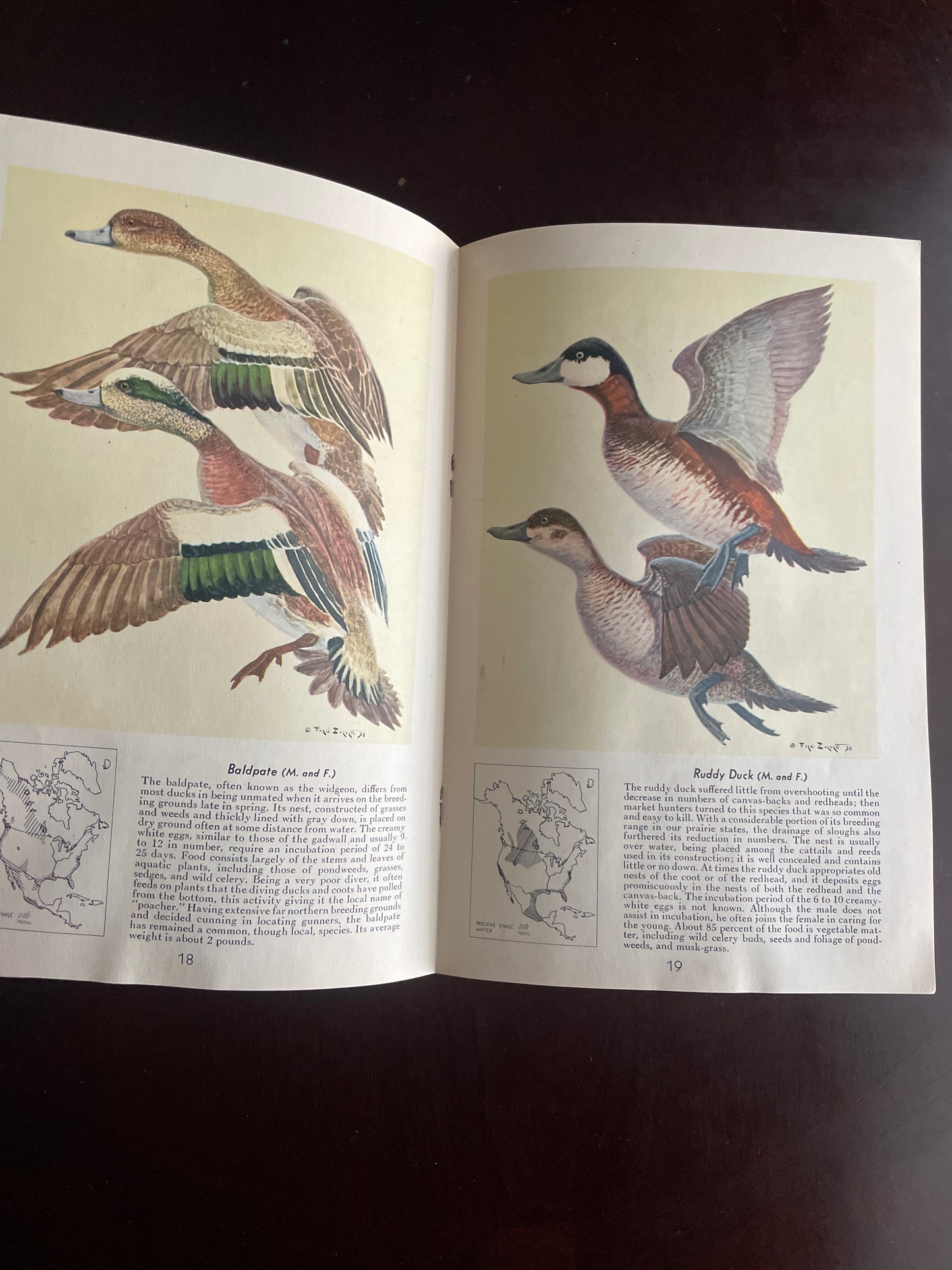 Sportsman's Guide to Wild Ducks (Illustrated in Full Natural Colors) - Sheldon, Colonel H.P.; Lincoln, Frederick C.